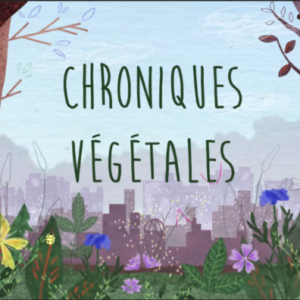 chroniques vegetales